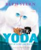 Yoda__bthe_story_of_a_cat_and_his_kittens