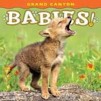 Grand_Canyon_Babies